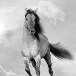 12-ФЖ-0011 лошадь черно-белый постер