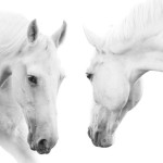 12-ФЖ-0015 белые лошади