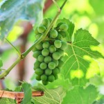 12-ФК-0021 виноград зеленый
