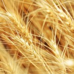 12-ФПр-0060 пшеница