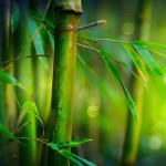 12-ФПр-0064 бамбук