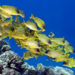 12-ФР-0001 рыбки тропические желтые