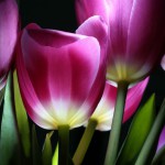 12-ФЦ-0003 тюльпаны на черном