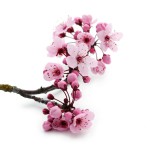 12-ФЦ-0006 цветущая ветка вишни