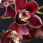 12-ФЦ-0008 орхидея на черном