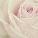 12-ФЦ-0017 роза нежно-розовая в росе