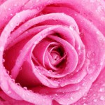12-ФЦ-0027 розовая роза