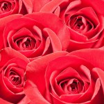 12-ФЦ-0028 красные розы