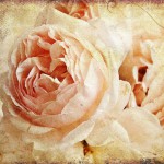 12-ФЦ-0029 кремовая роза на винтажном фоне