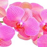 12-ФЦ-0030 розовая орхидея на белом